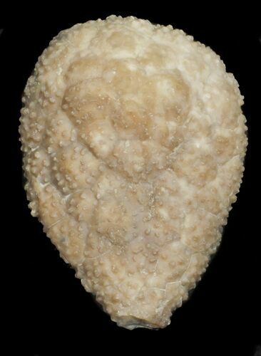 Cystoid (Holocystites) Fossil - Indiana #62031